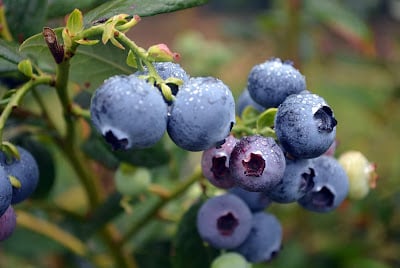 plantnet-category-blueberries.jpg
