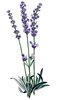 Lavender-Plant-Stock-Image-graphicsfairy3.jpg