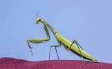 European_praying_mantis_(Mantis_religiosa)_green_female_Dobruja.jpg