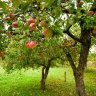 FRUIT TREE