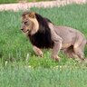 PANTHERA LEO