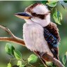 kookaburra